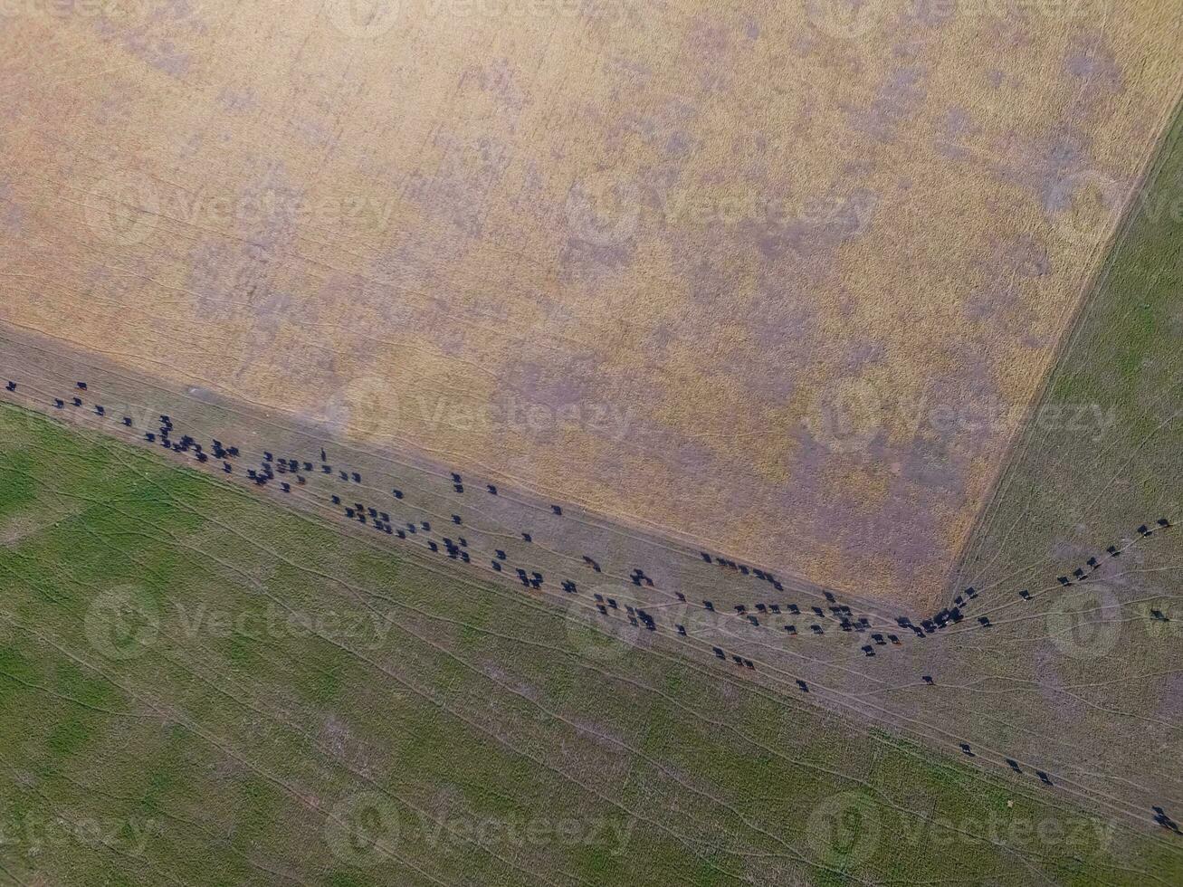 Steers fed with natural grass, Pampas, Argentina photo