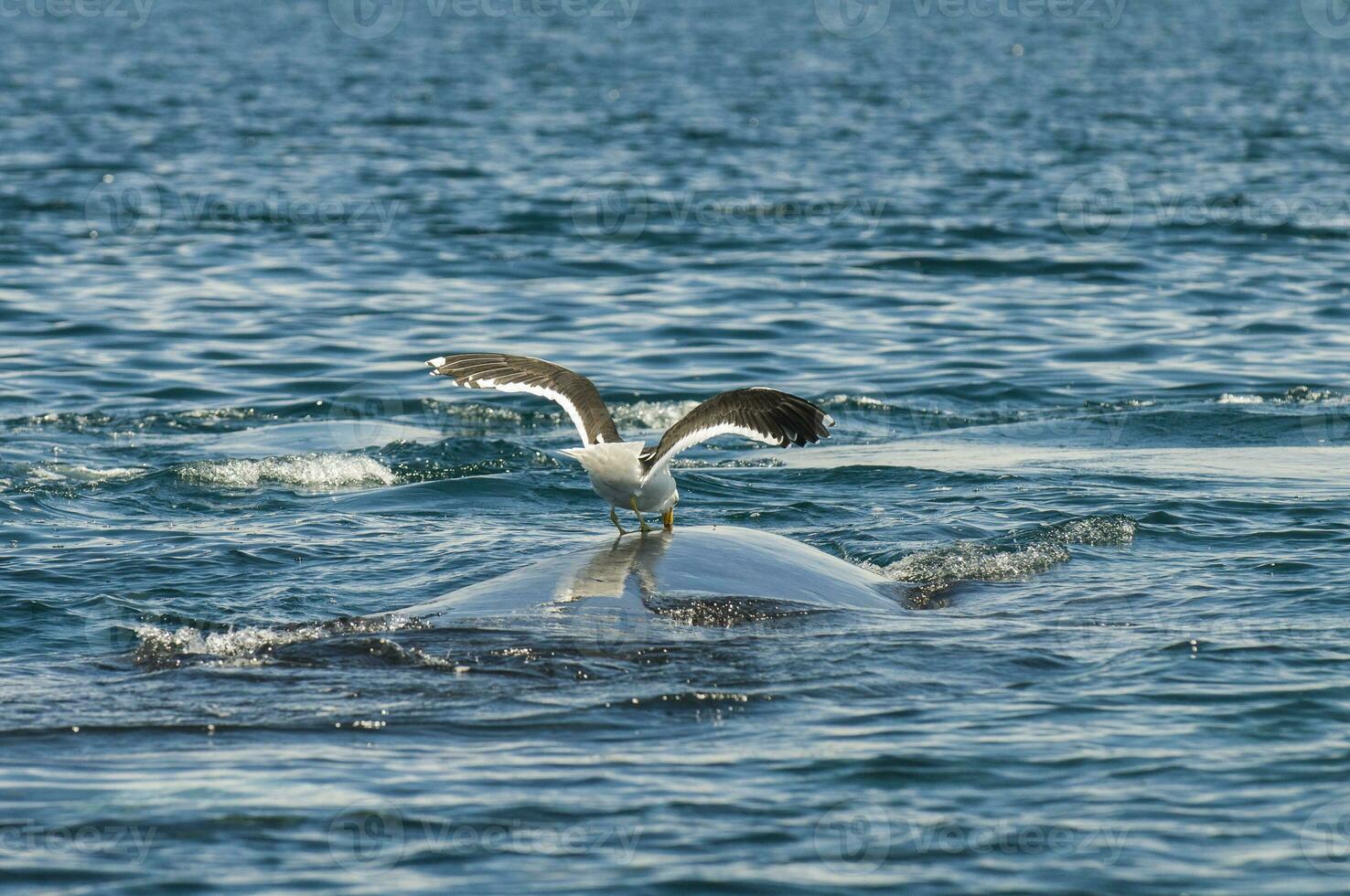 Whale and gull in Peninsula Valdes,, Patagonia, Argentina photo