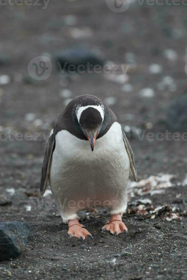 Gentoo Penguin,Hannah Point, Antartica photo