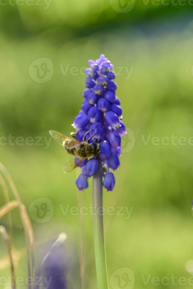 Bee on flowers in spring photo