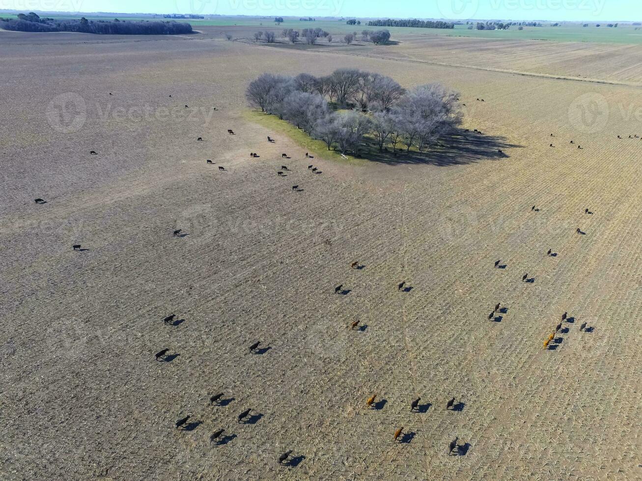 Steers fed with natural grass, Pampas, Argentina photo