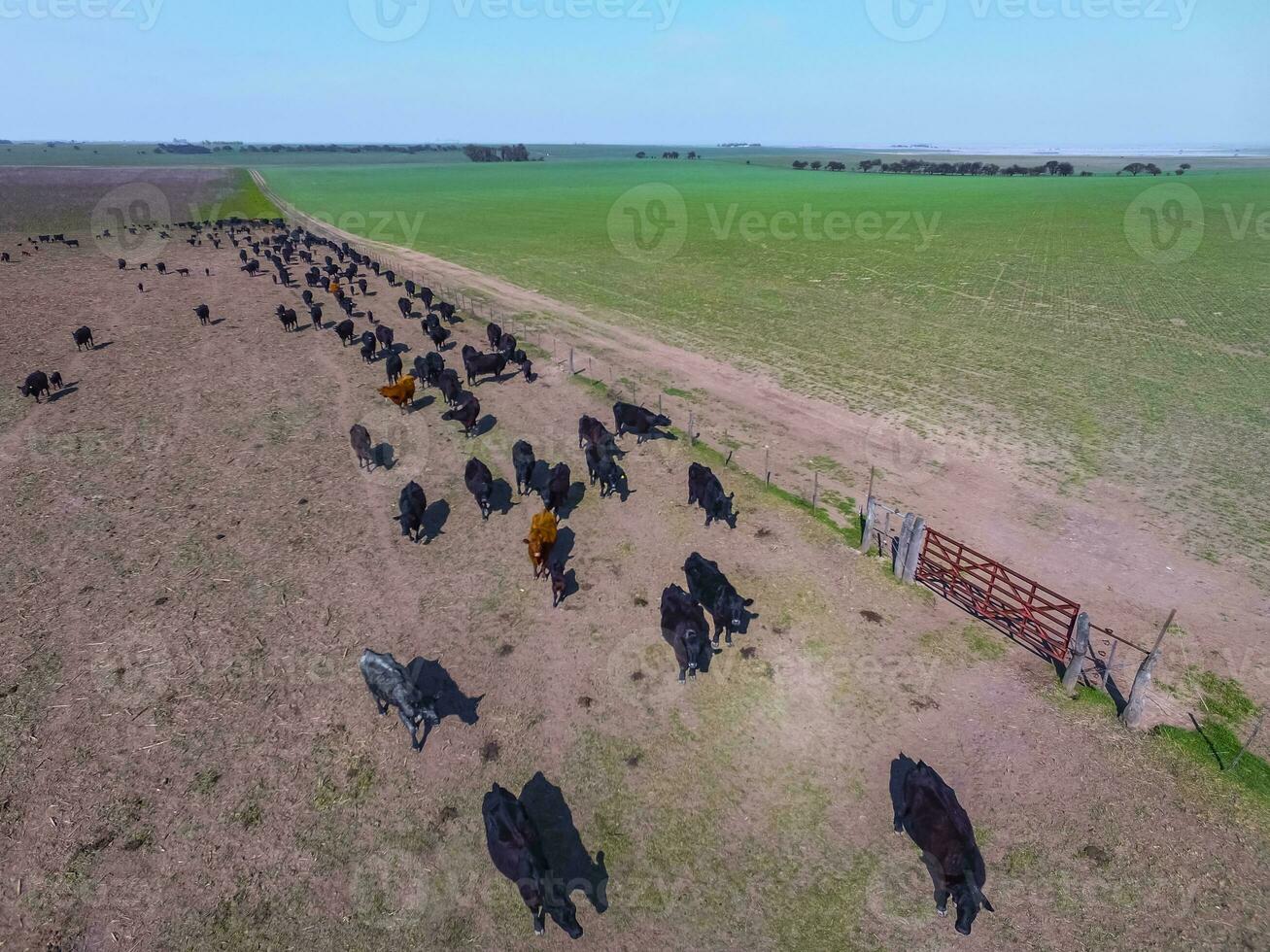 Steers fed with natural grass, Pampas, Argentina photo