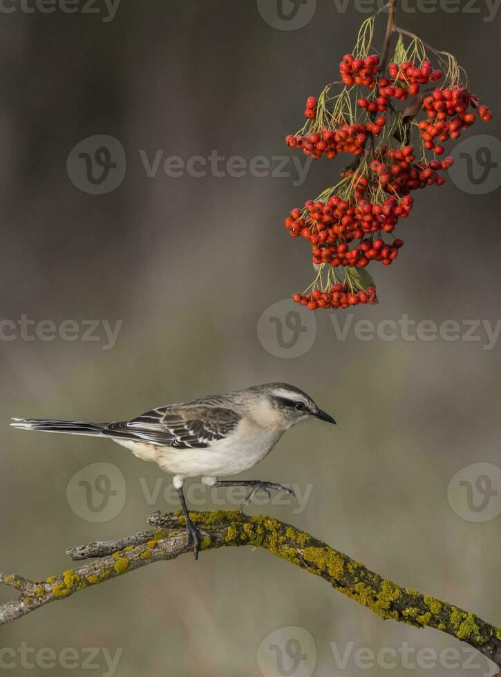 White banded Mockingbird, Patagonia, Argentina photo