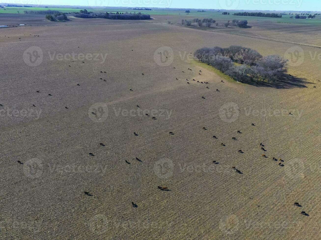 Steers fed with natural grass, Pampas, Argentina photo