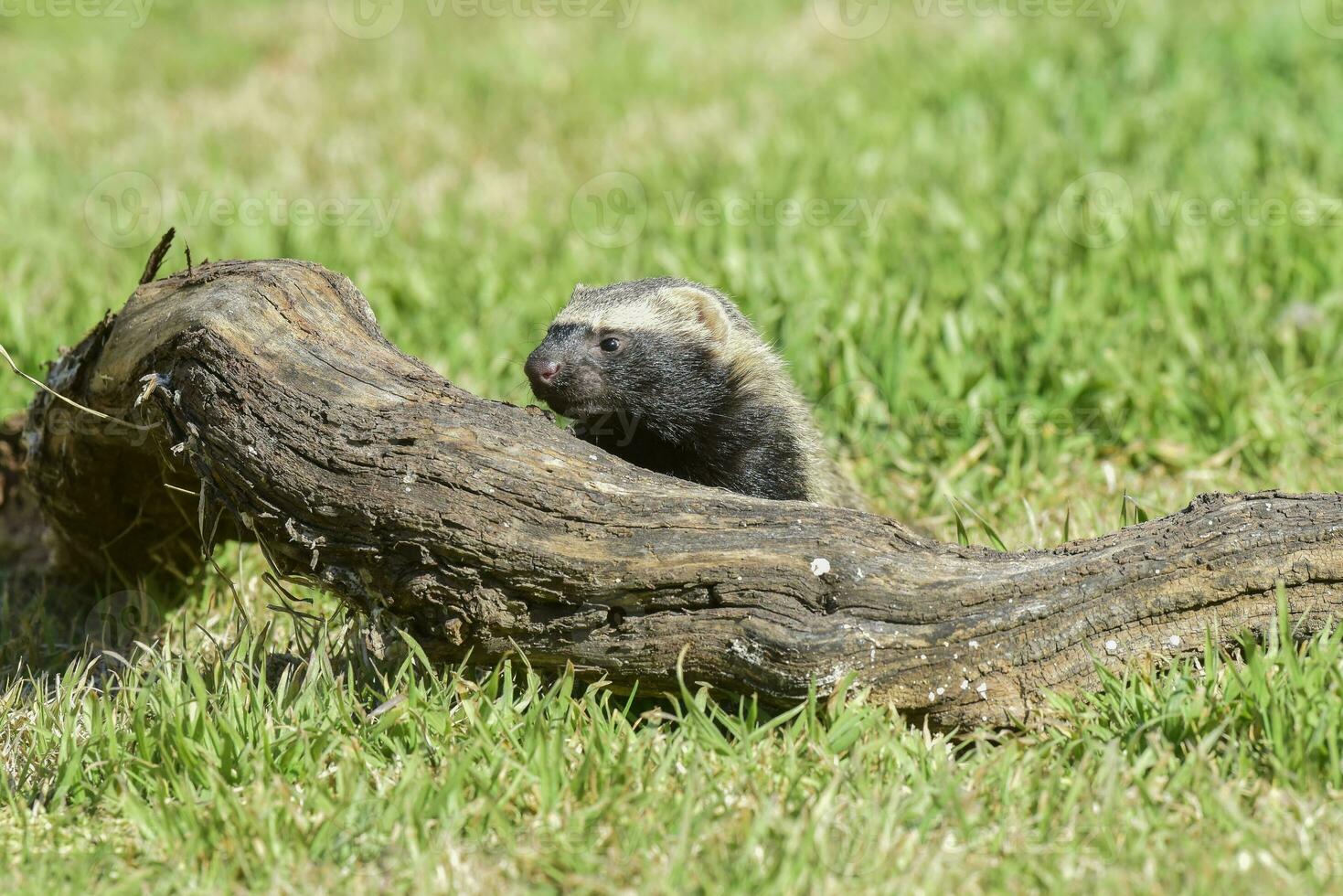 Little grison,Pampas, Patagonia, Argentina photo