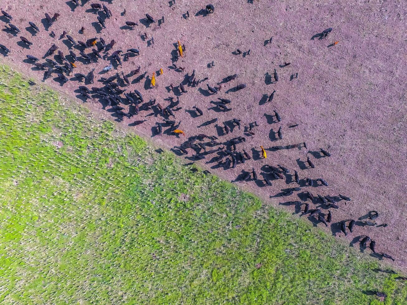 Beef production ,natural grass, Pampas, Argentina photo