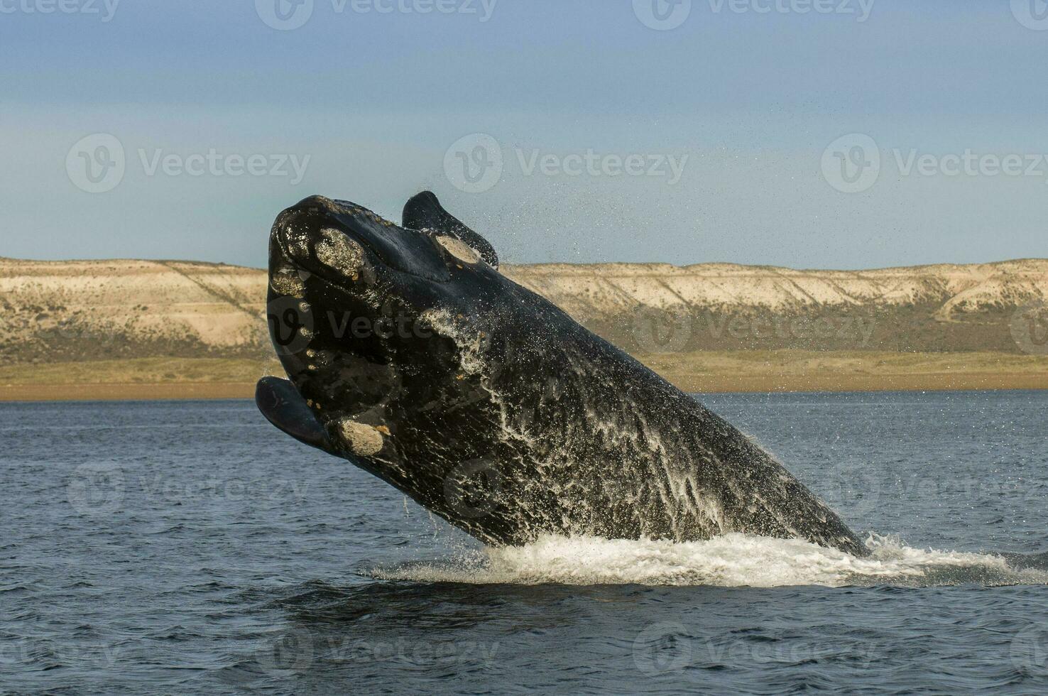 Whale jumping in Peninsula Valdes,, Patagonia, Argentina photo