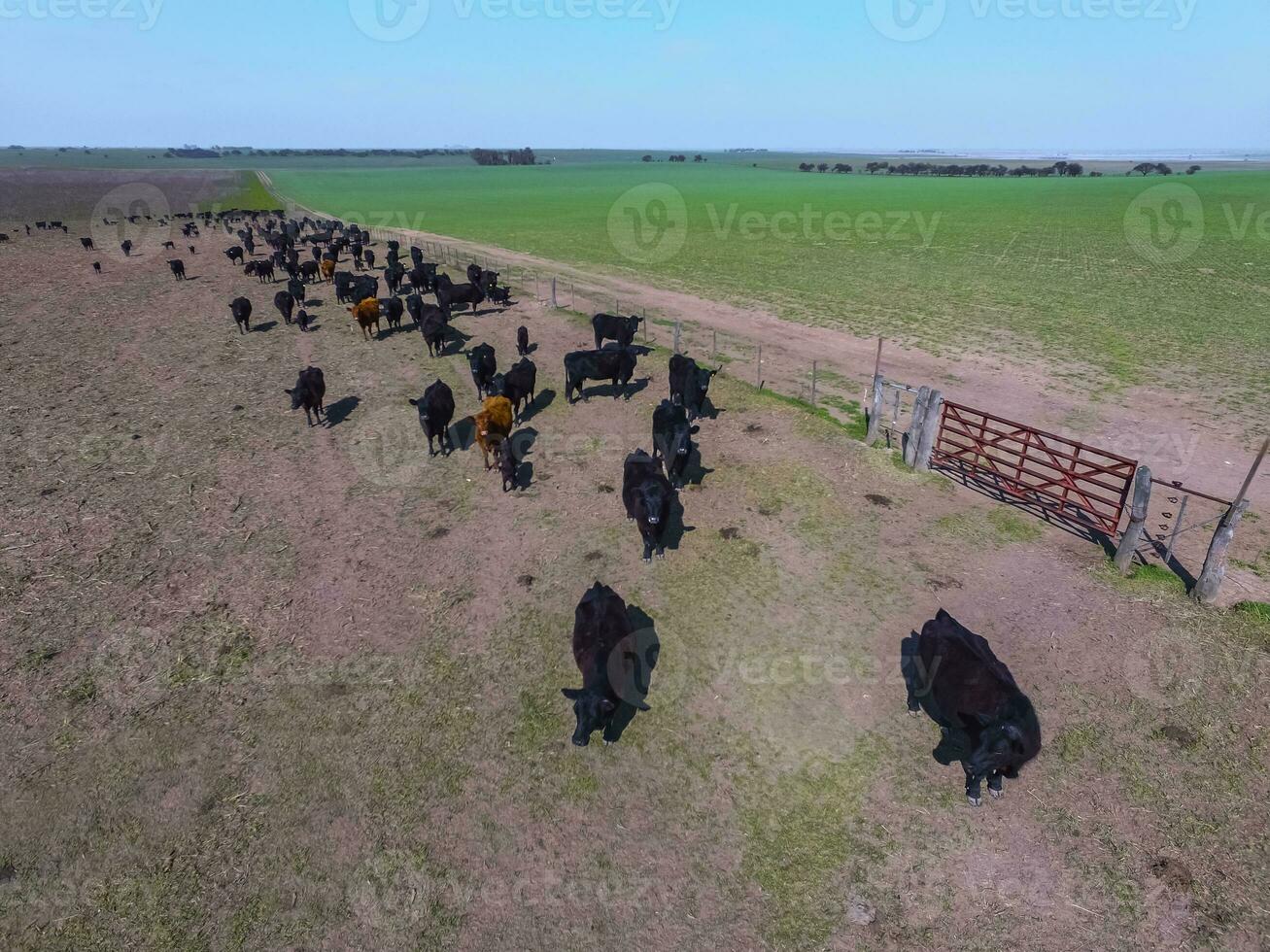 Steers fed with natural grass, Pampas, Argentina photo
