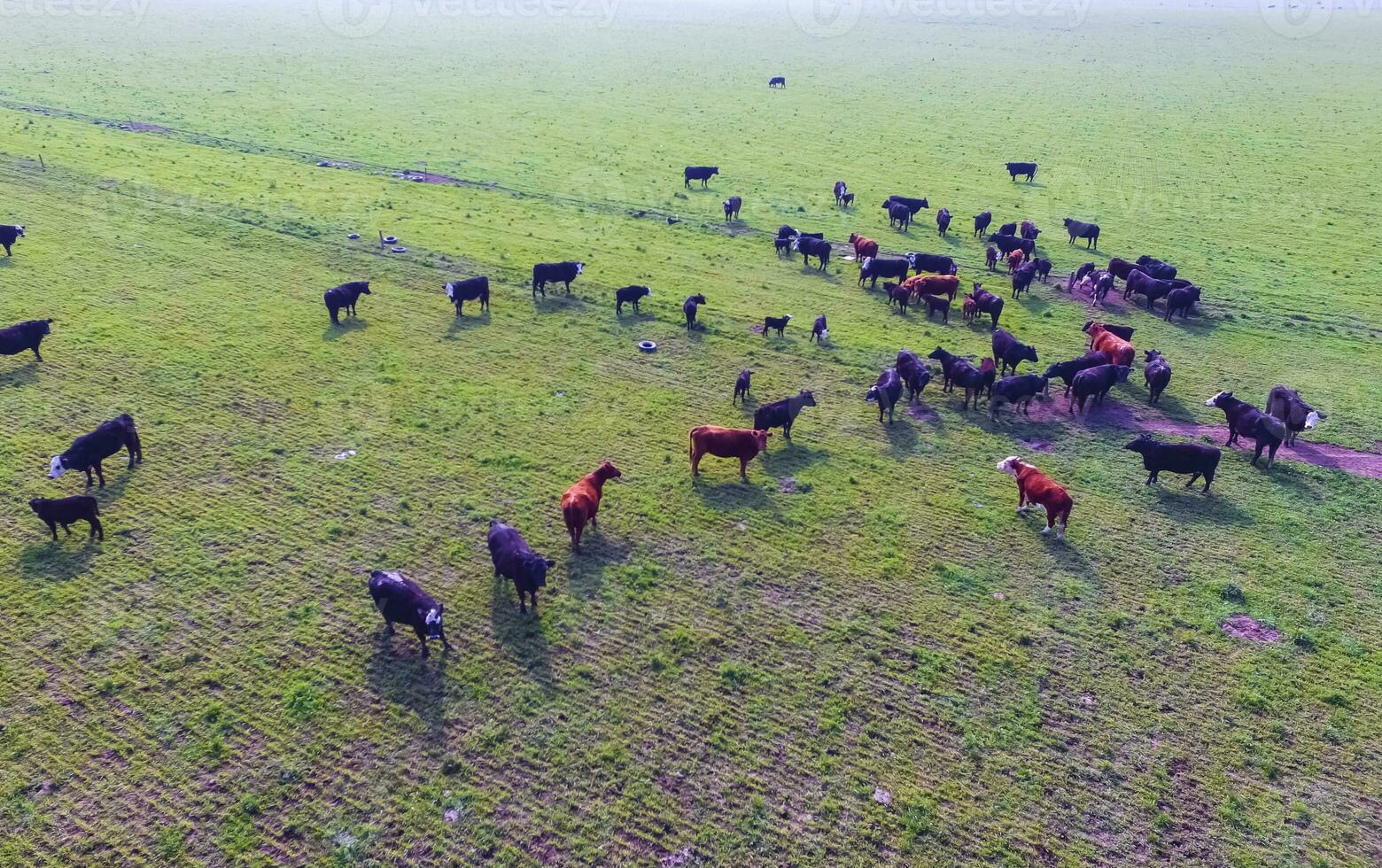 Steers fed with natural grass, Pampas, Argentina photo