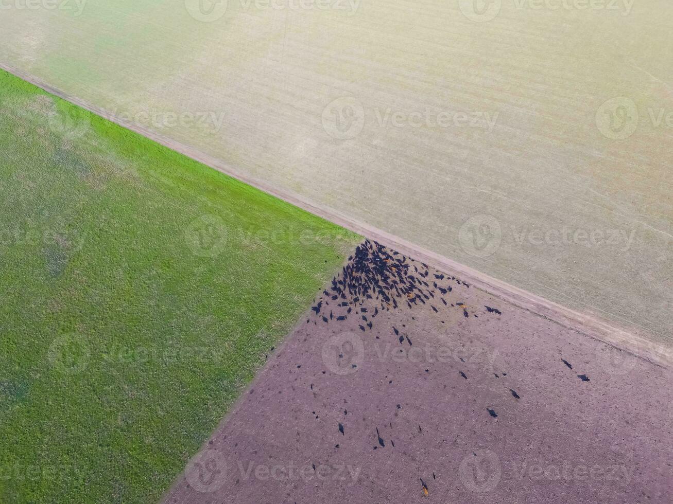 Steers fed with natural grass, Pampas, Argentina photo