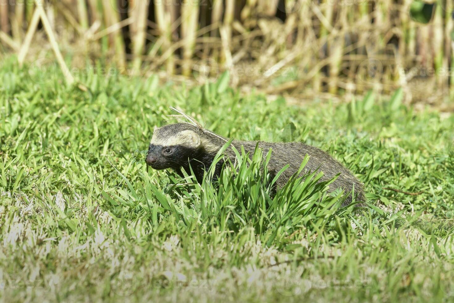 Little grison,Pampas, Patagonia, Argentina photo