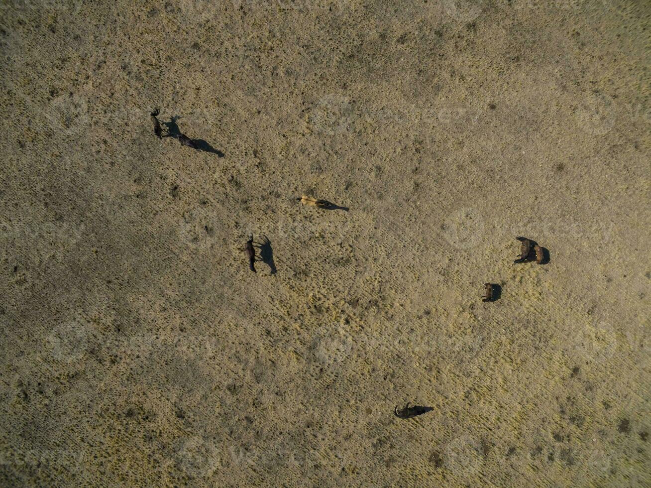 Troop of horses, on the plain, in La Pampa, Argentina photo