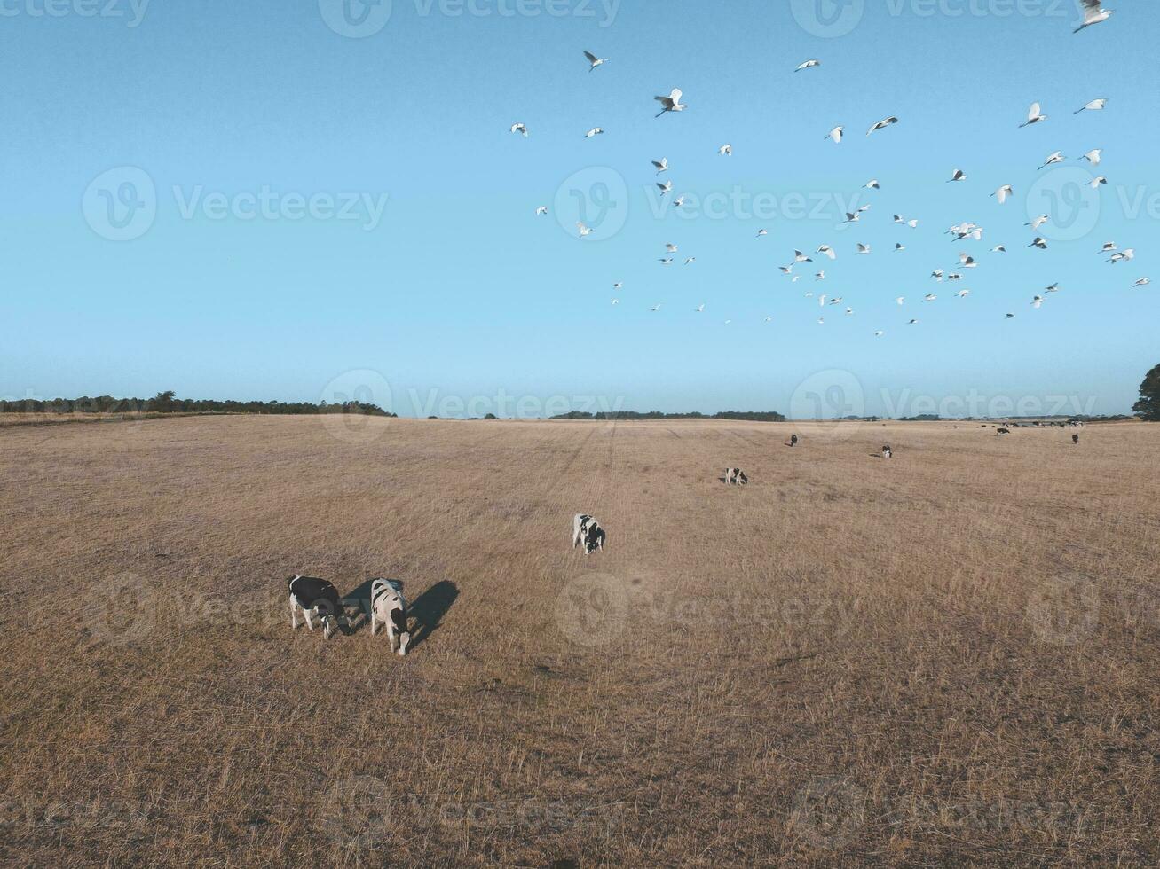 Steers fed with natural grass, Pampas, Argentina photo