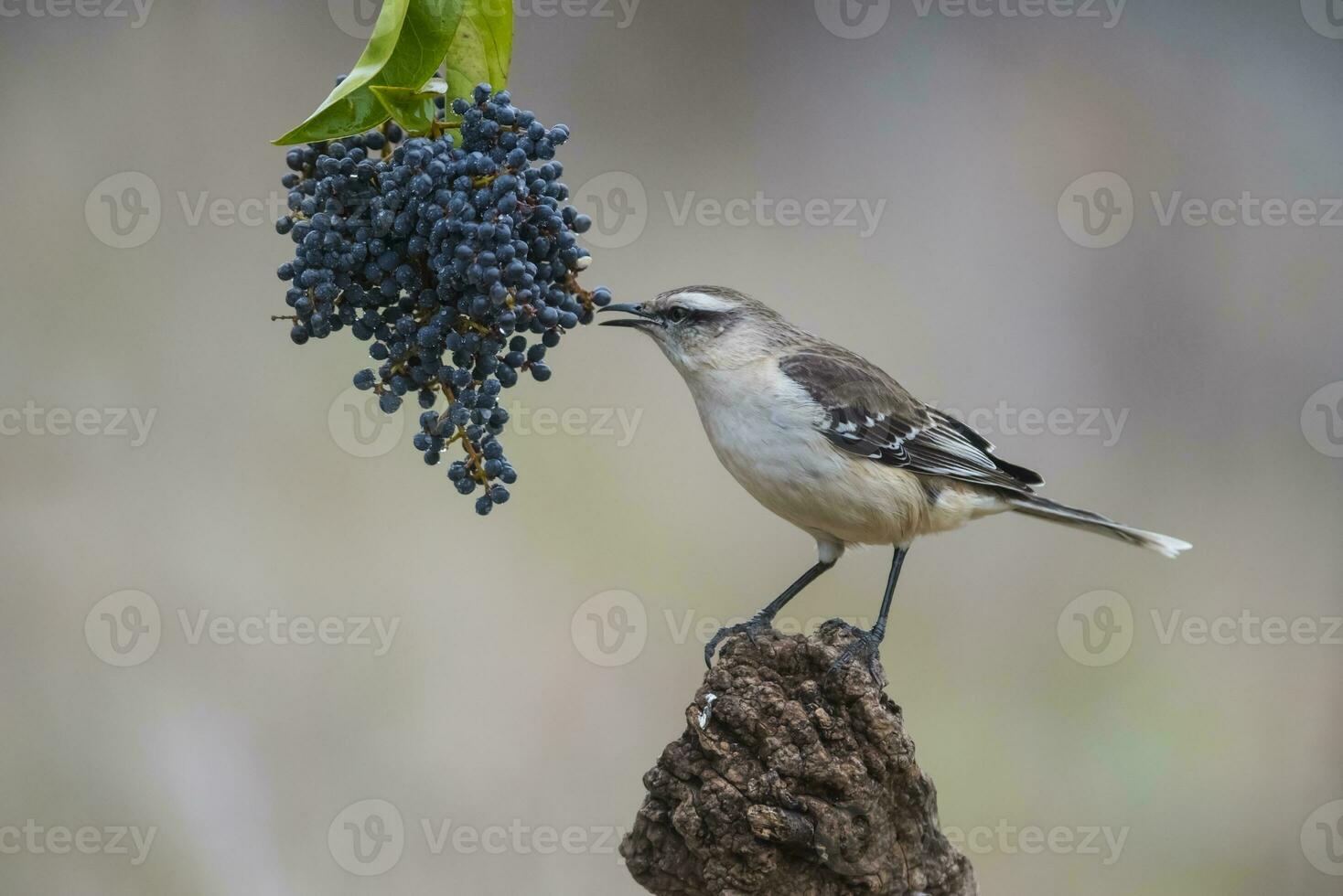 White banded Mockingbird, Patagonia, Argentina photo