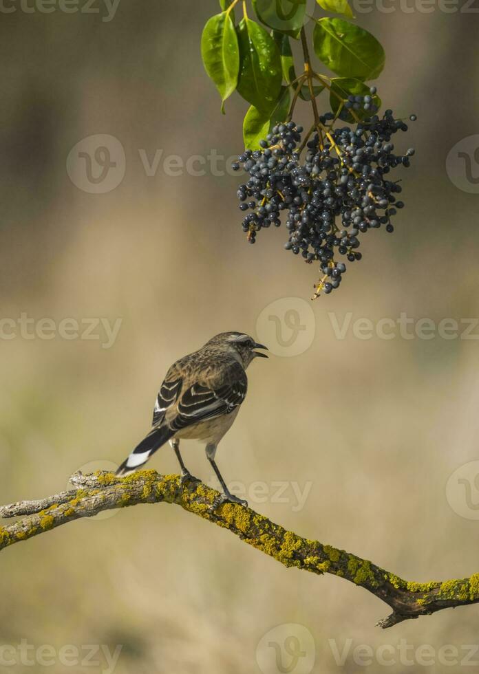 White banded Mockingbird, Patagonia, Argentina photo