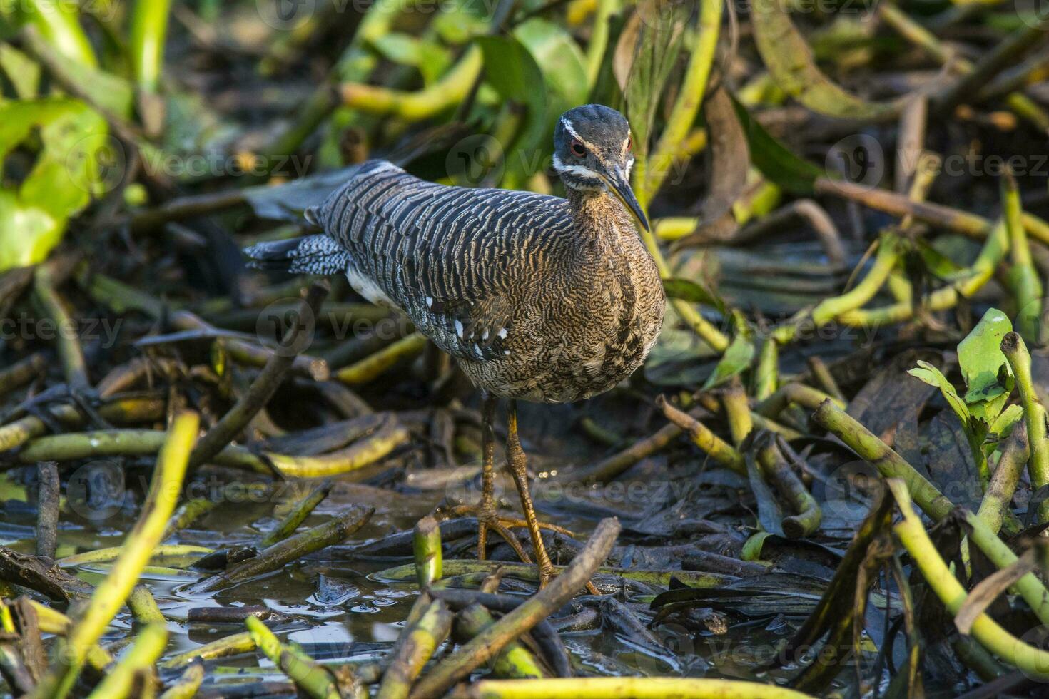 Sunbittern, in a jungle environment, Pantanal Brazil photo