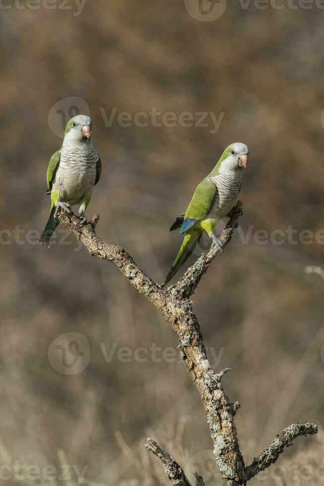 Parakeet,in jungle environment, La Pampa, Patagonia, Argentina photo