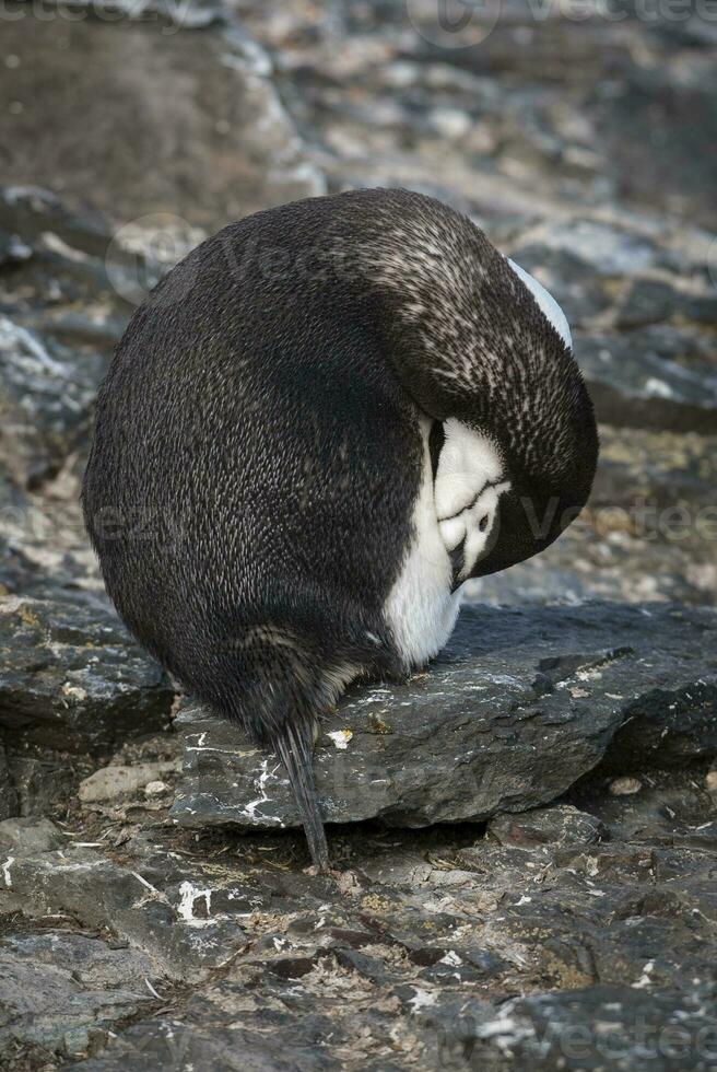 Chinstrap Penguin, Paulet island, Antartica, Scientific name,Pygoscelis antarcticus photo