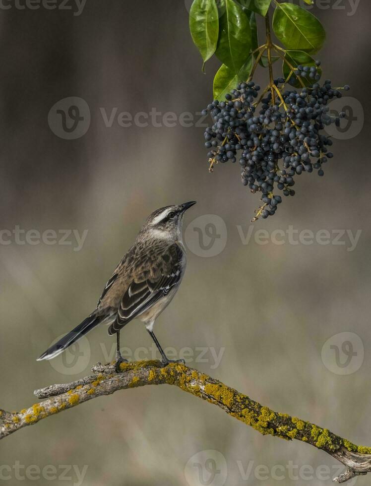 bahía con alas cowbird foto