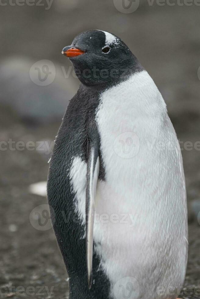 gentoo pingüino, hannah punto, antartica foto