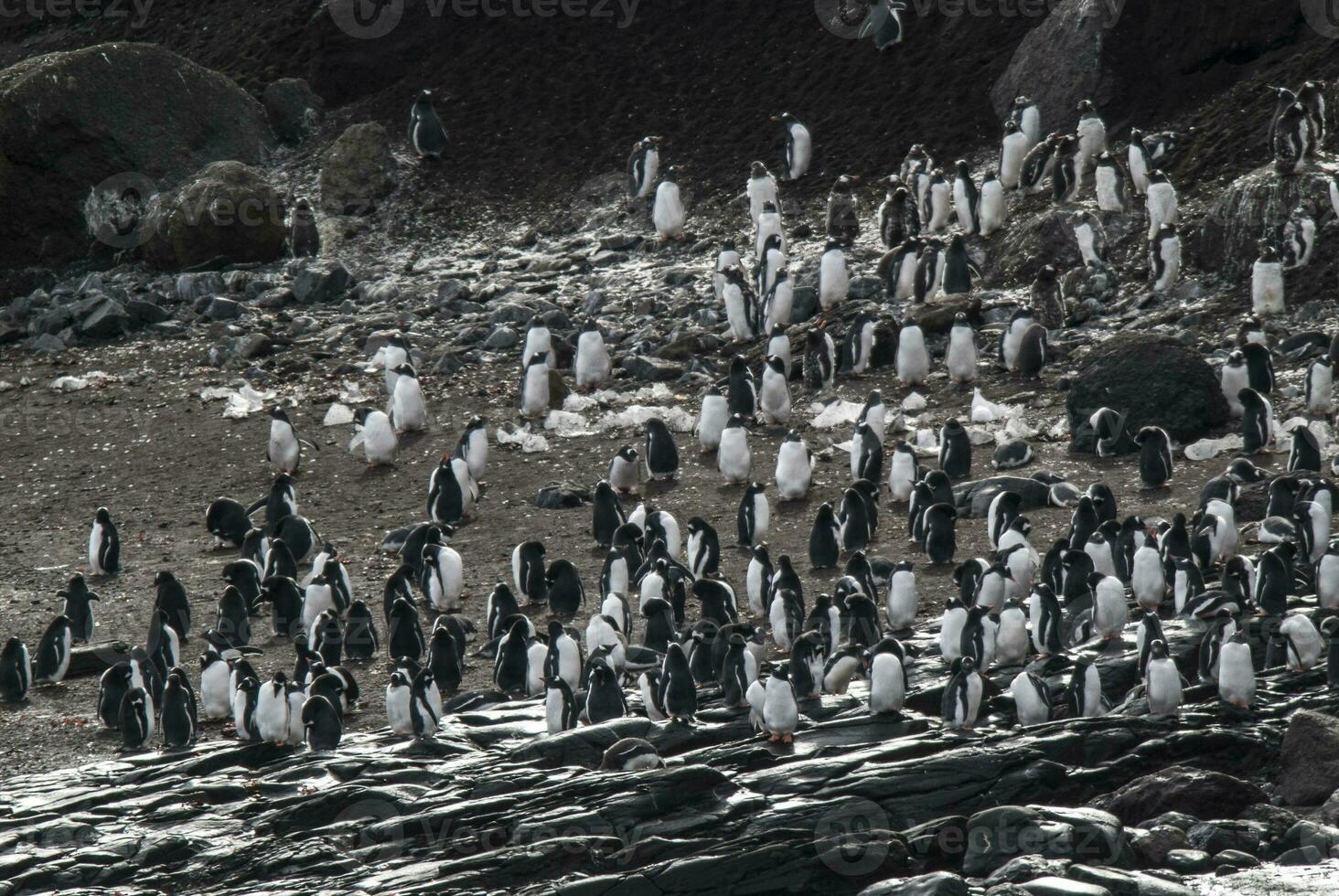 Gentoo Penguin,Hannah Point, Antartica photo