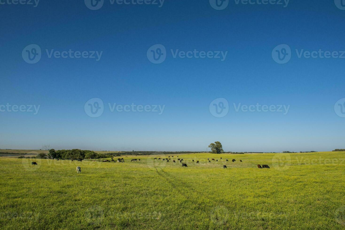 Pampas Plain Landscape,Patagonia photo