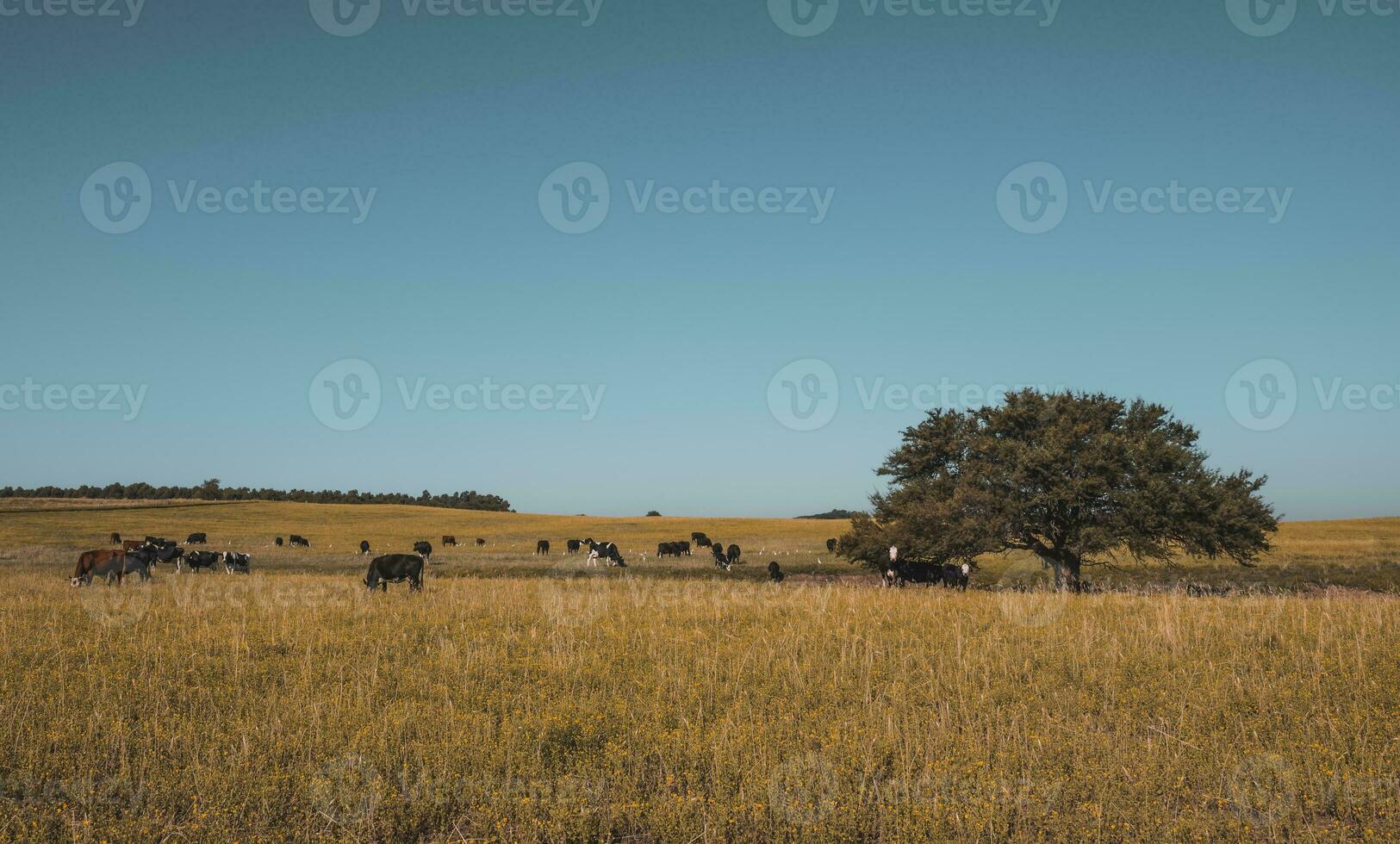 Pampas Plain Landscape and cows,Patagonia photo