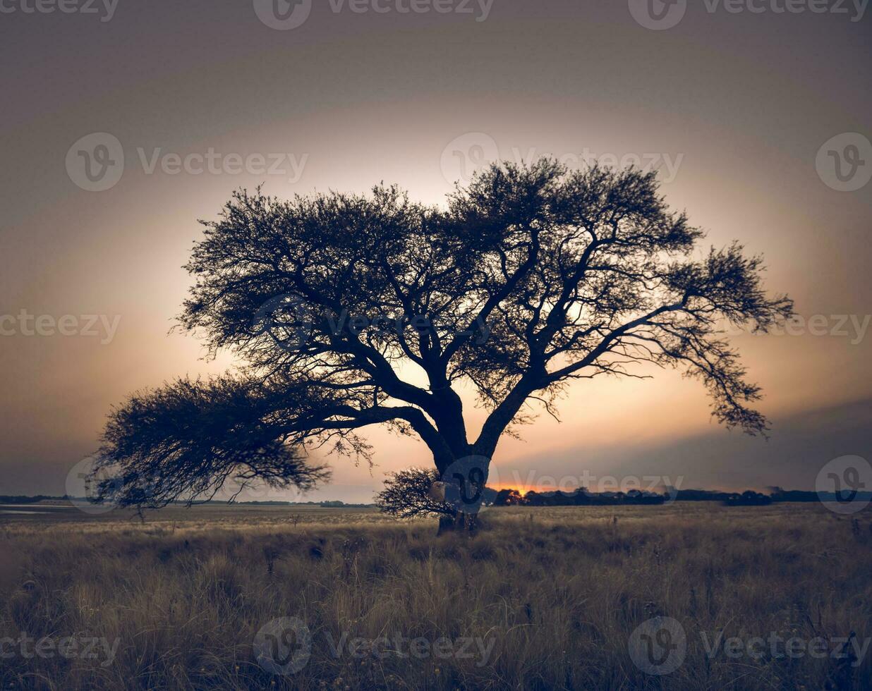 Pampas Landscape,lonely tree,La Pampa, Argentina photo