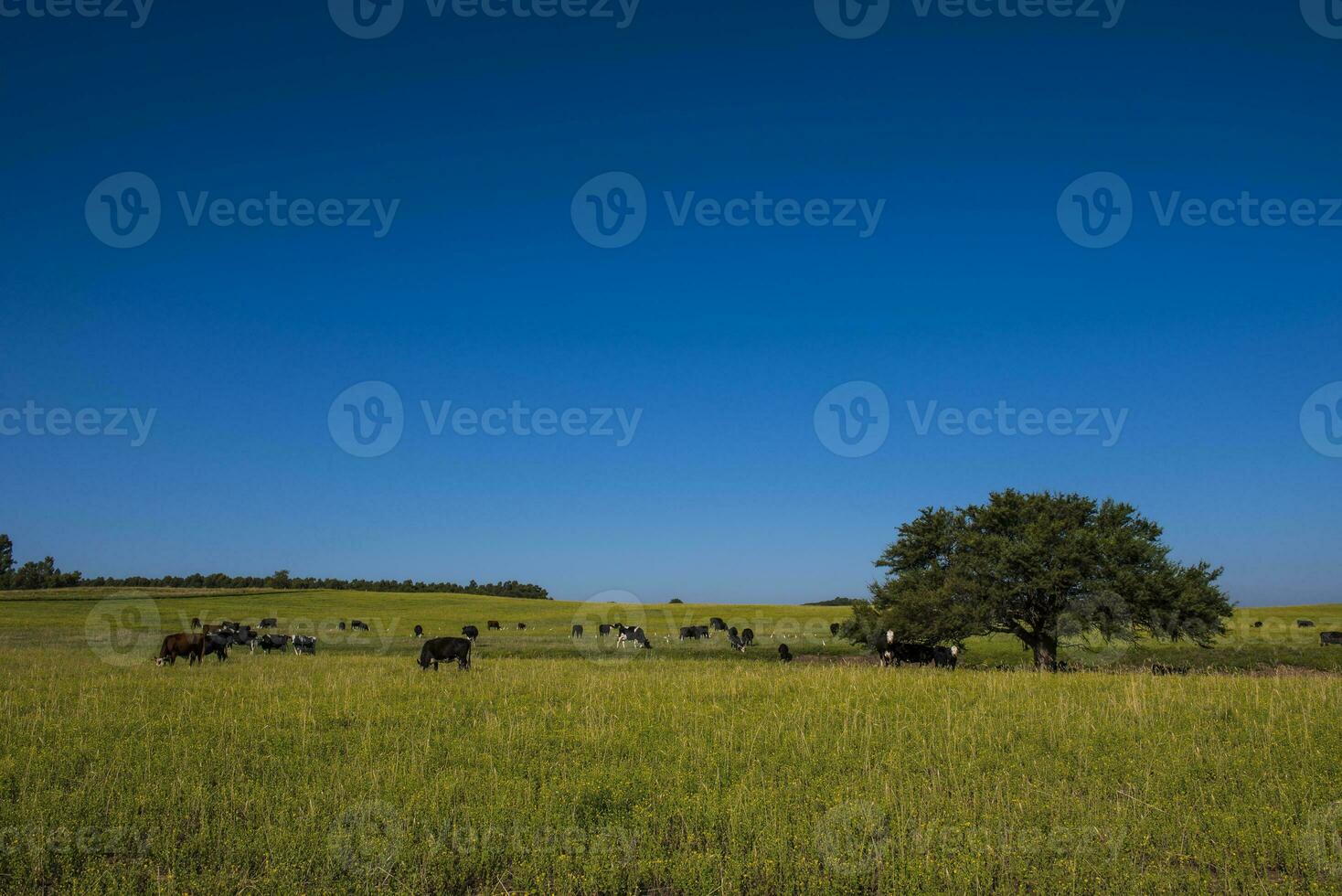 Pampas Plain Landscape and cows,Patagonia photo