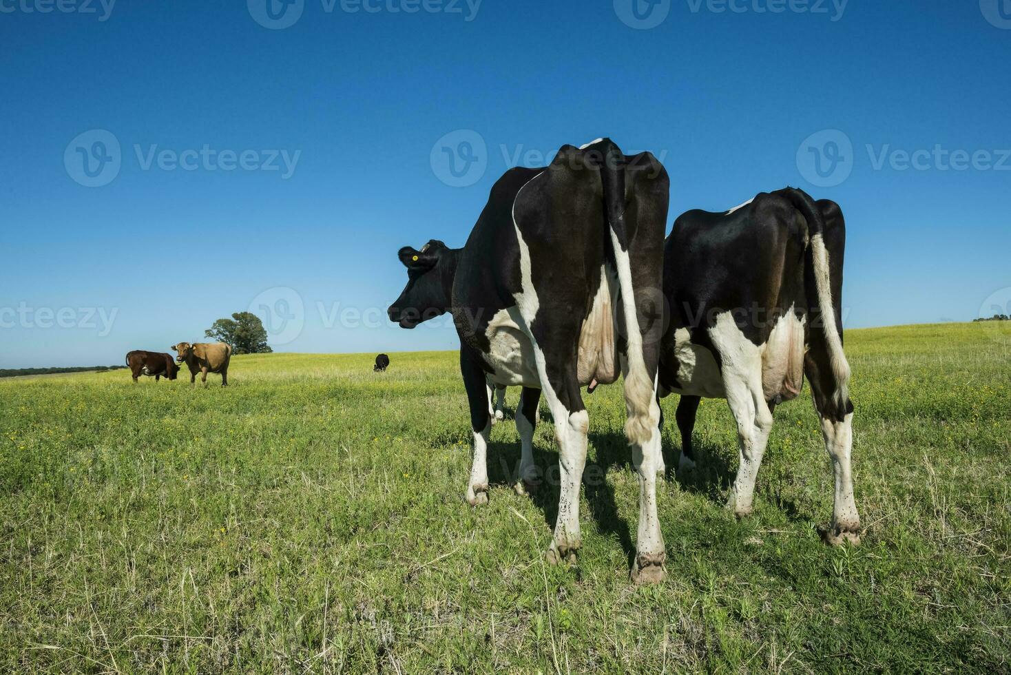 Dairy cow, fed on natural grass in the Argentine Pampas photo