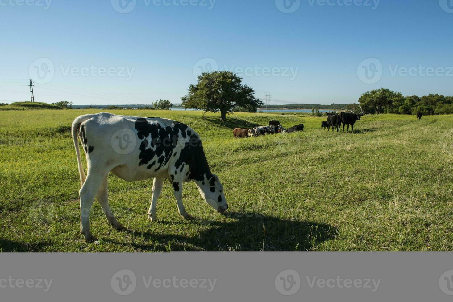 Cows in pampas landscape,Patagonia photo