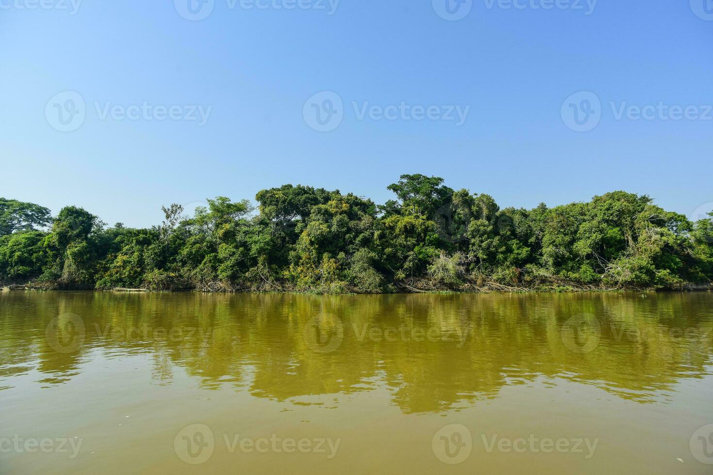 Pantanal forest ecosystem, Mato Grosso, Brazil photo