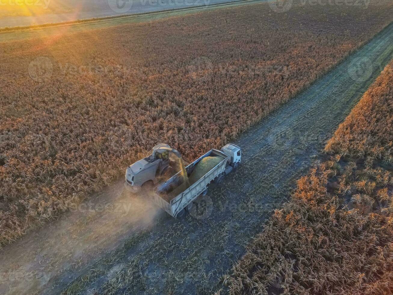 Sorghum harvest, in La Pampa, Argentina photo