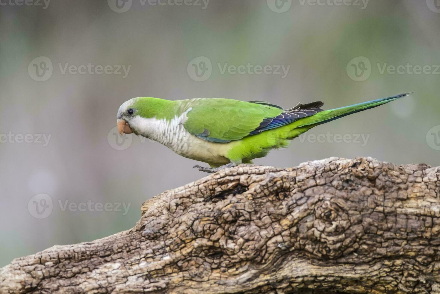Parakeet,feeding on wild fruits, La Pampa, Patagonia, Argentina photo