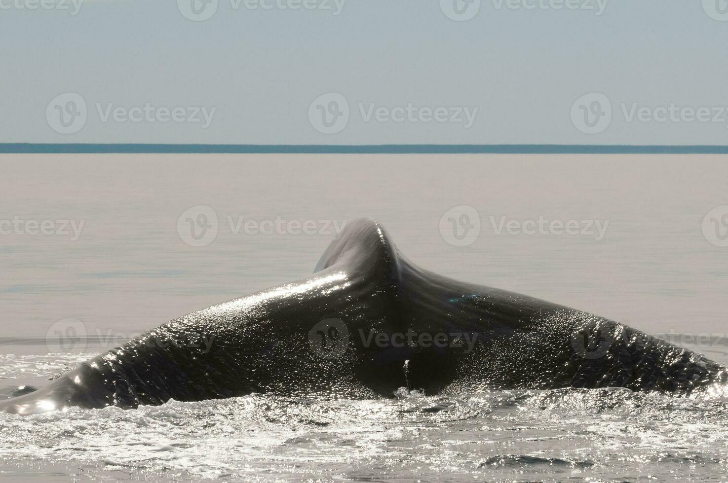 Whale tail in Peninsula Valdes,, Patagonia, Argentina photo