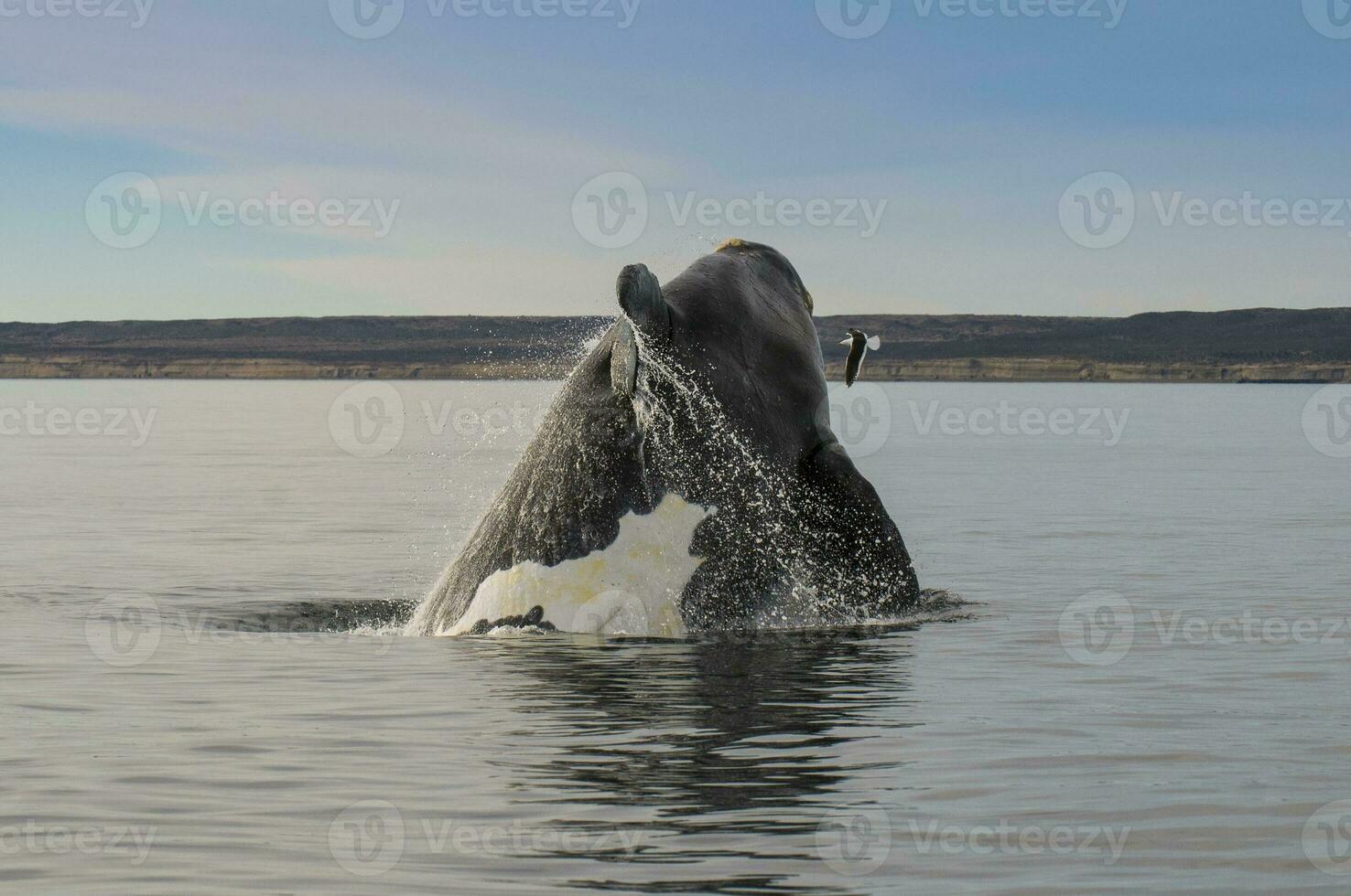 Whale jumping in Peninsula Valdes,, Patagonia, Argentina photo