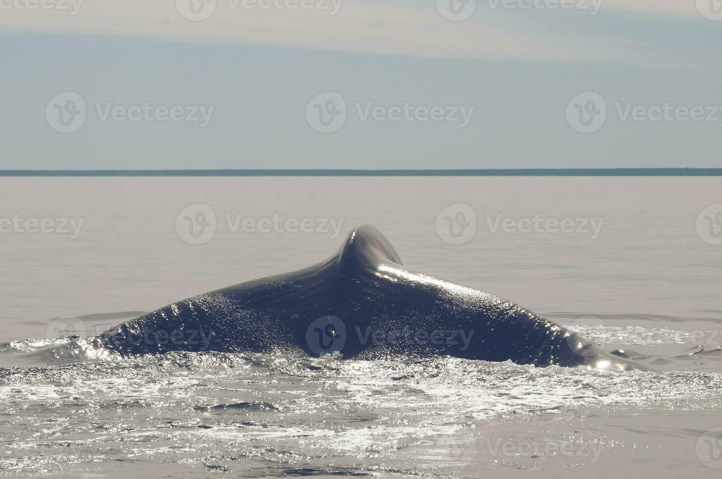 ballena cola en península Valdés, Patagonia, argentina foto