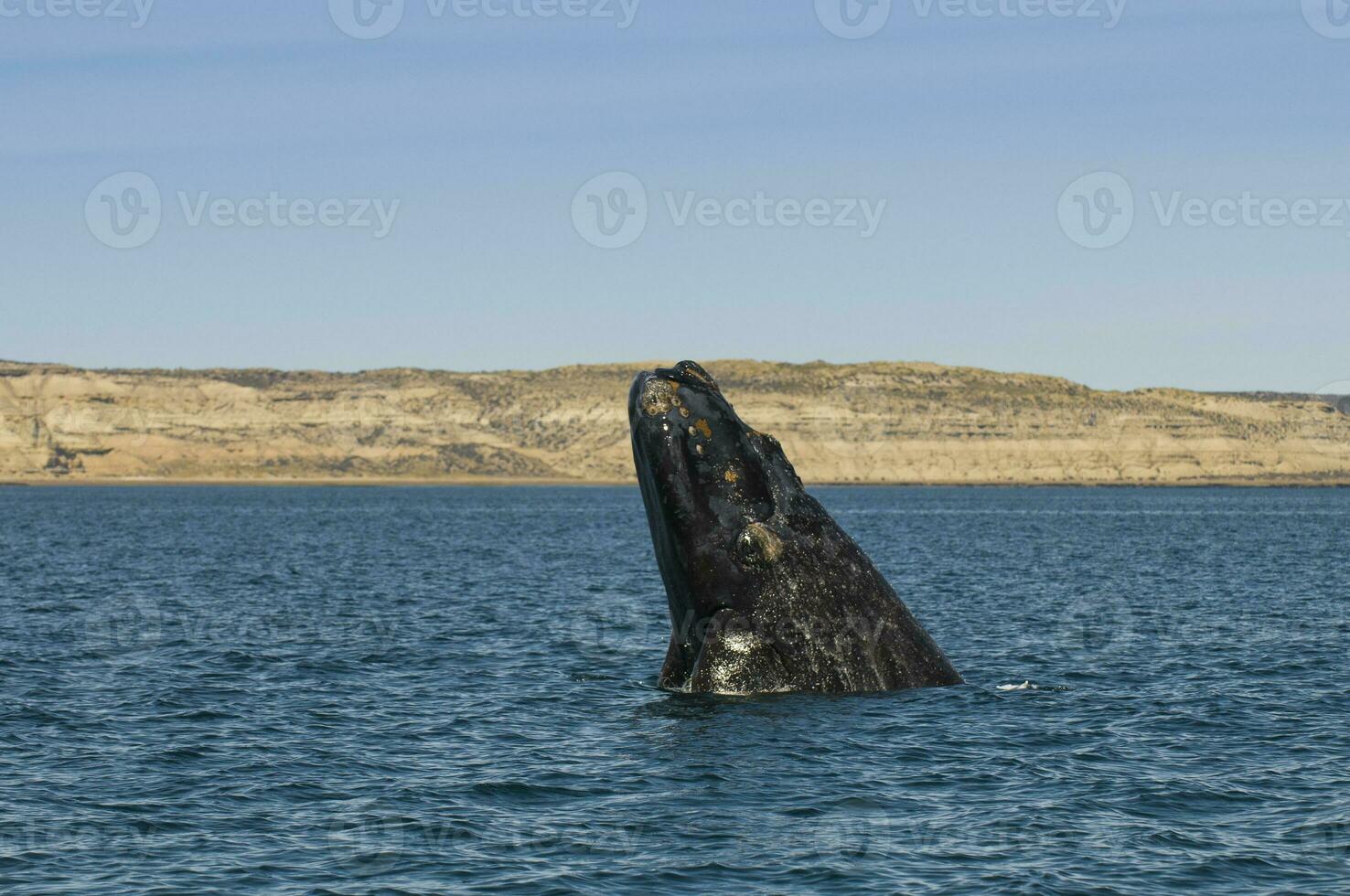 Whale jumping in Peninsula Valdes,, Patagonia, Argentina photo