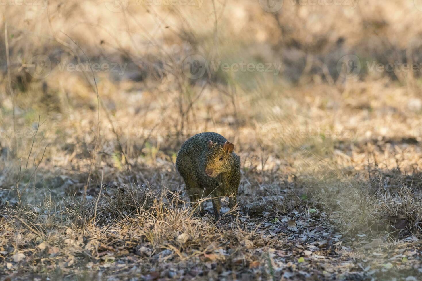 Azara's agouti ,Dasyprocta azarae, Pantanal , Brazil photo