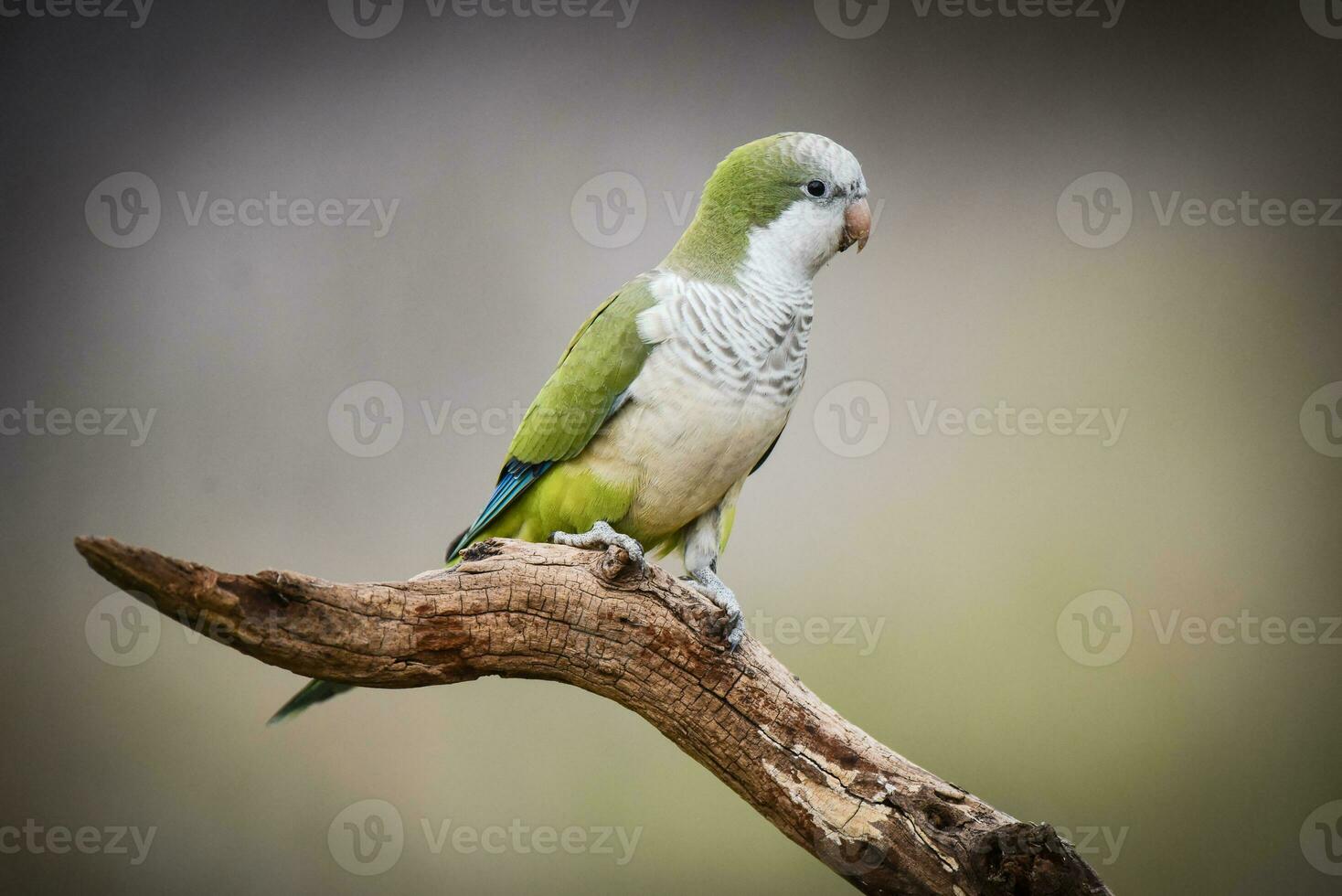 Parakeet,in jungle environment, La Pampa, Patagonia, Argentina photo