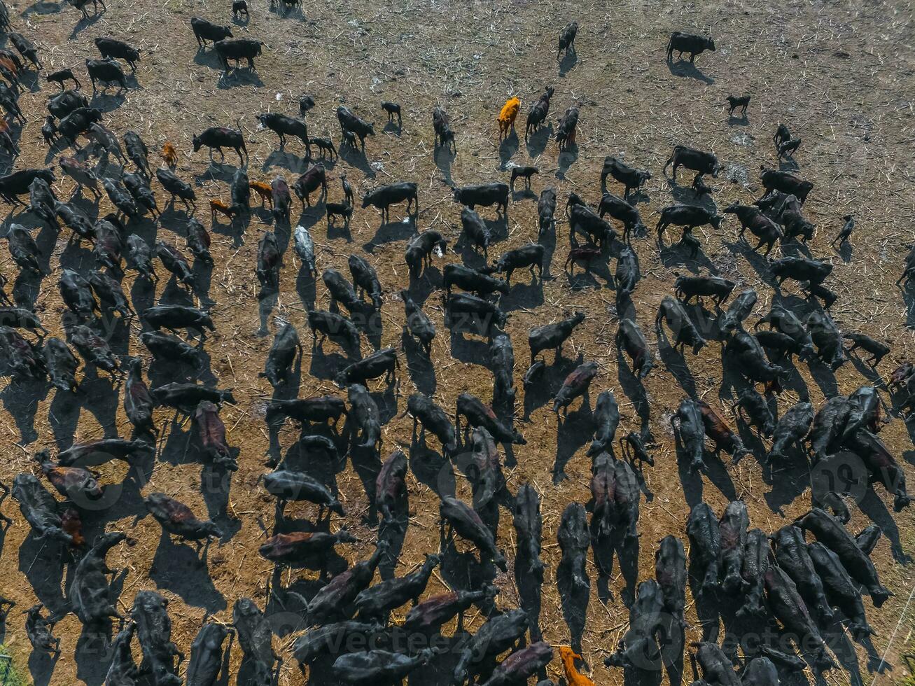 Cows aerial view, Buenos Aires,Argentina photo