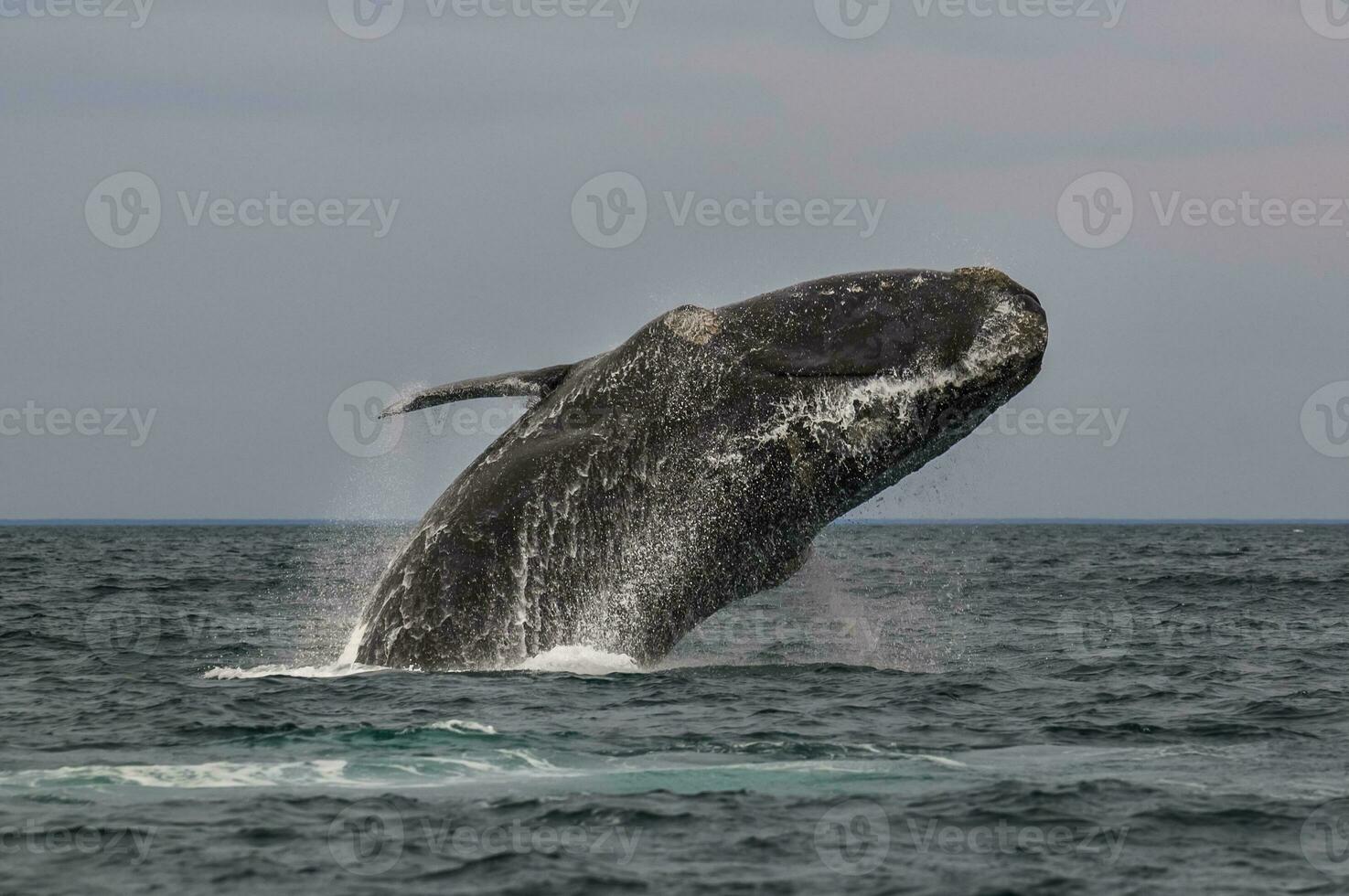 Whale jumping in Peninsula Valdes,, Patagonia, Argentina photo