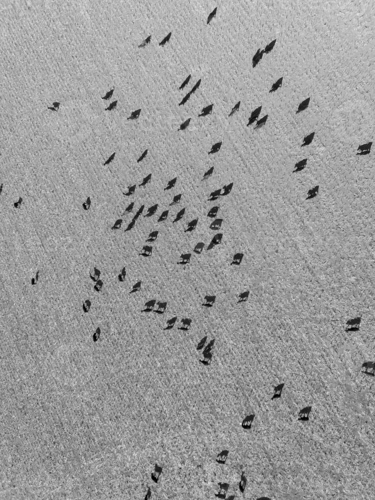 Cows aerial view, Buenos Aires,Argentina photo