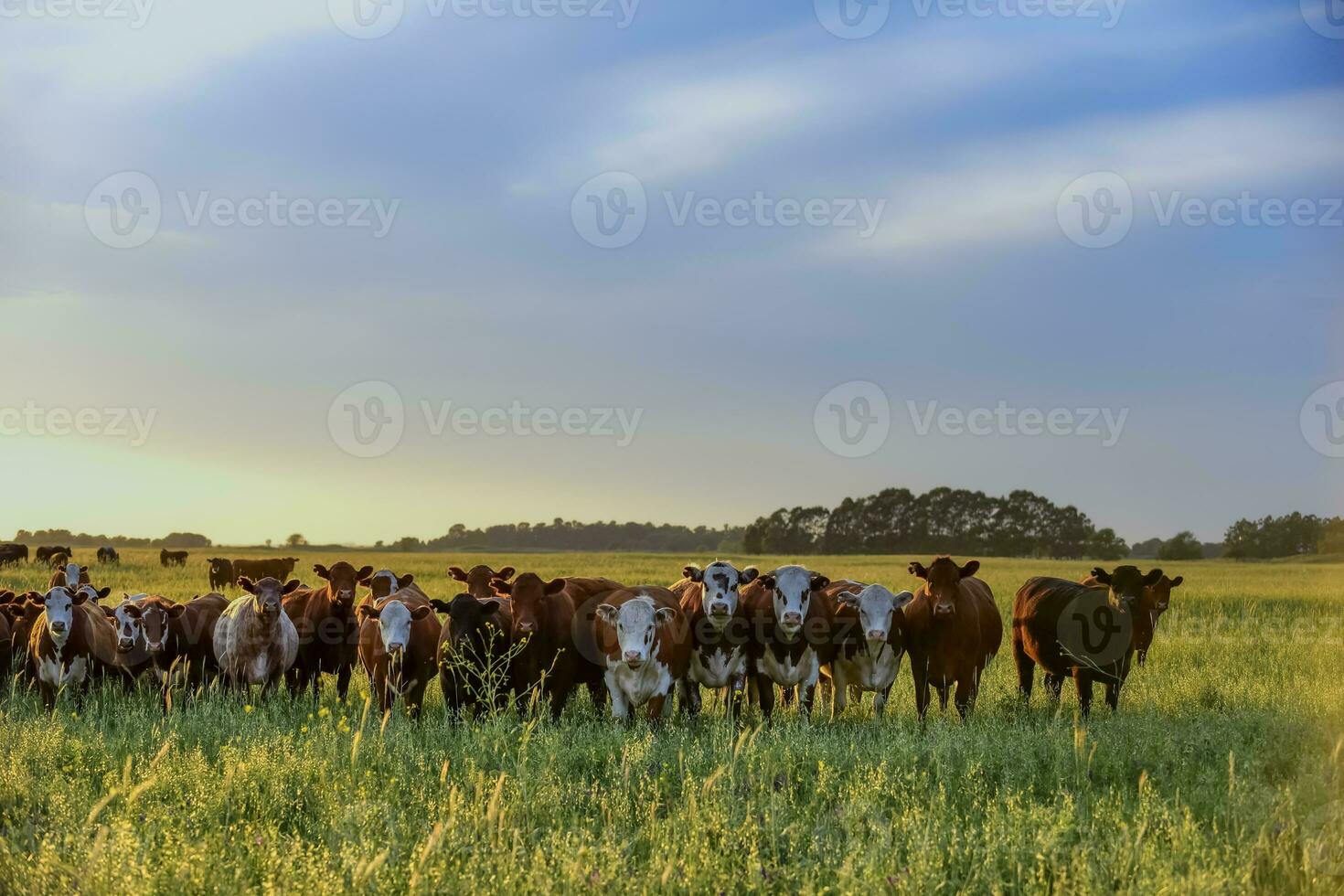 Group of steers looking at the camera, Pampas, Argentina photo