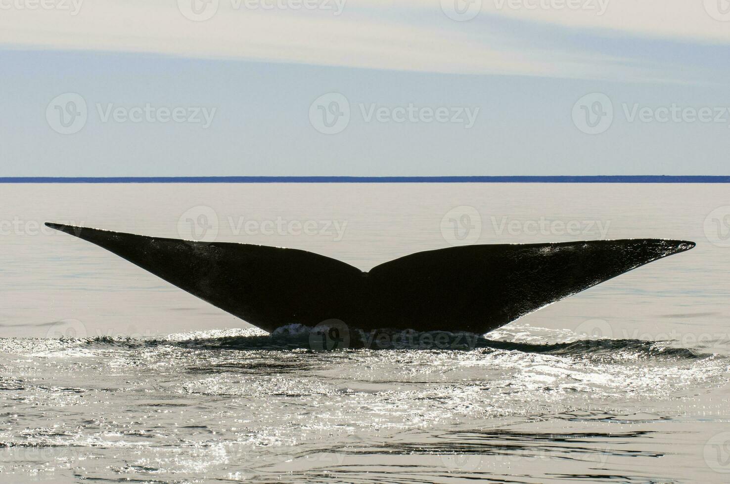 Whale tail in Peninsula Valdes,, Patagonia, Argentina photo