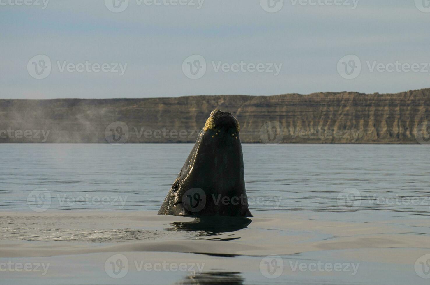 Whale jumping in Peninsula Valdes,, Patagonia, Argentina photo