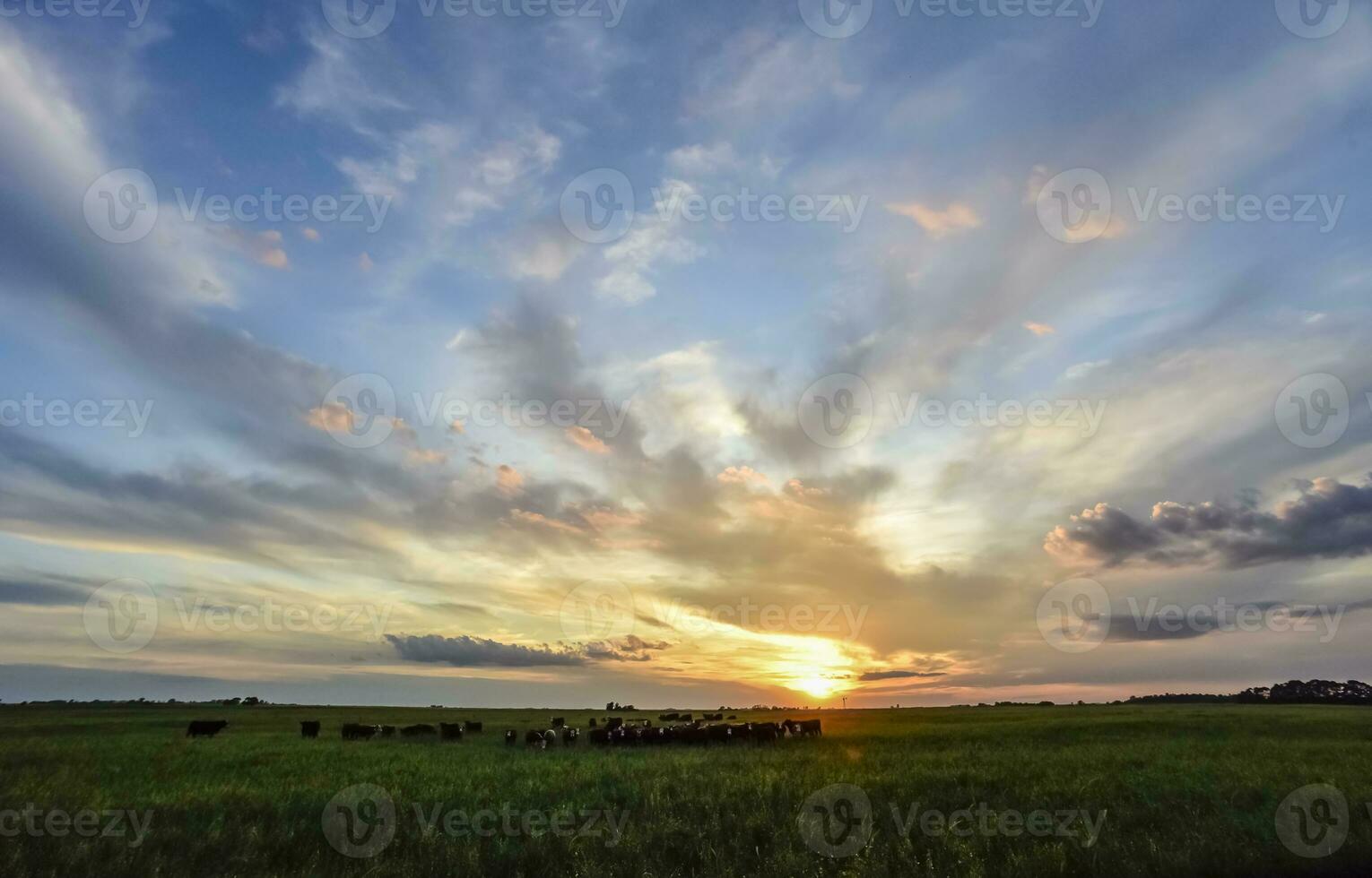 Cows at sunset in La Pampa, Argentina photo