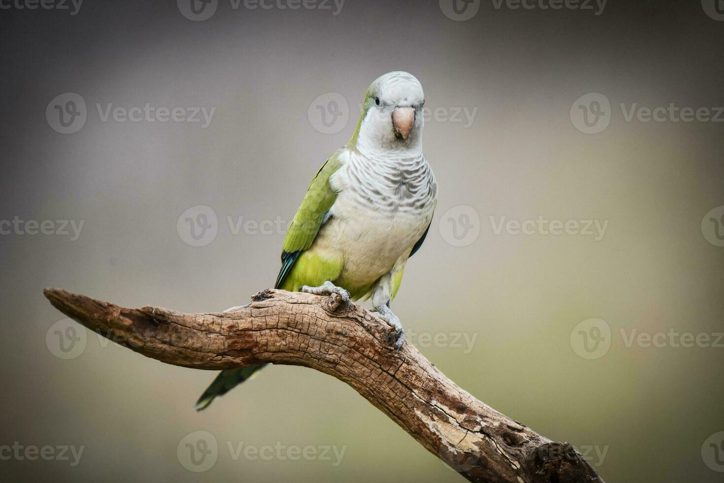 Parakeet,in jungle environment, La Pampa, Patagonia, Argentina photo