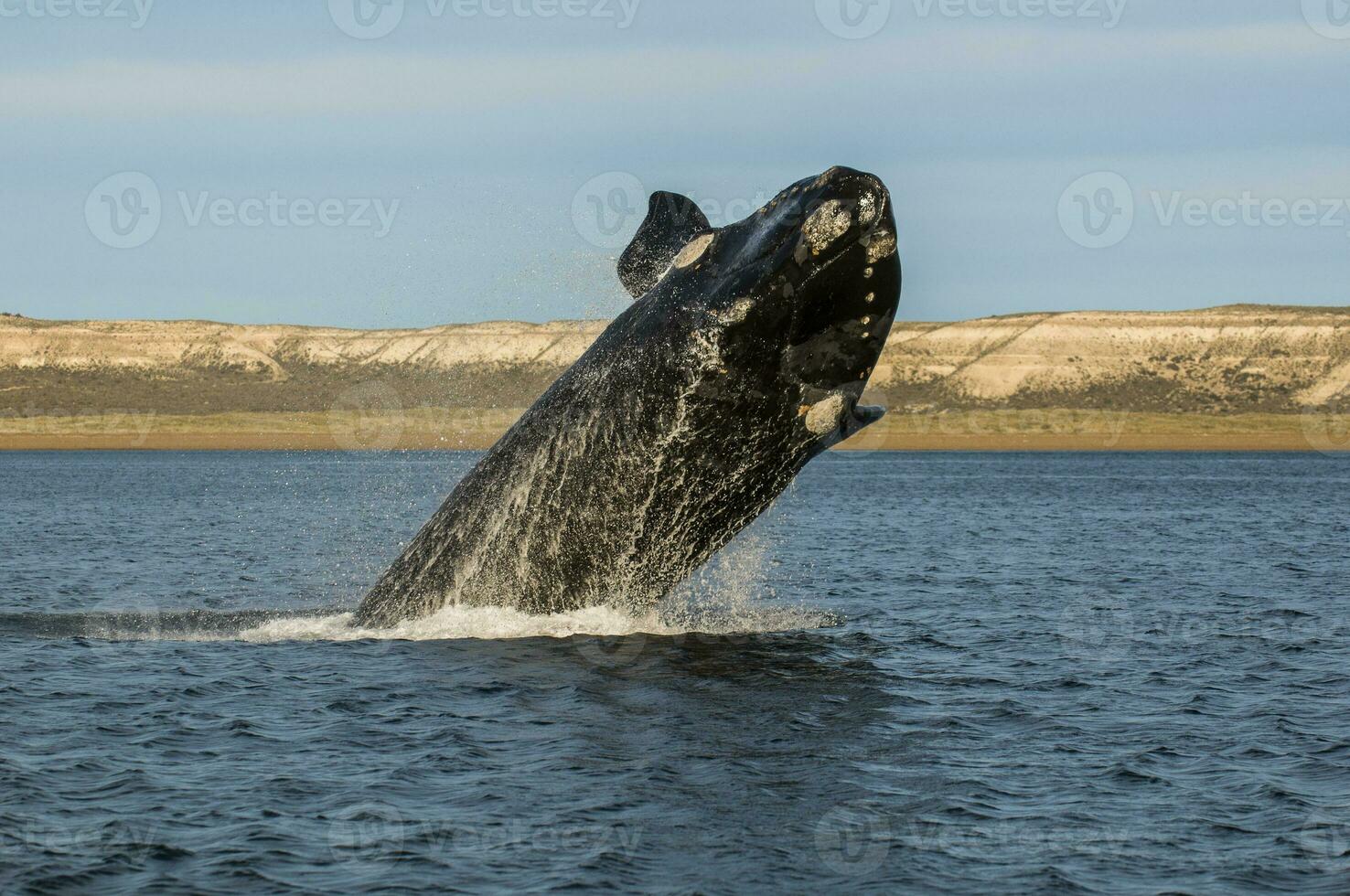 ballena saltando en península Valdés, Patagonia, argentina foto