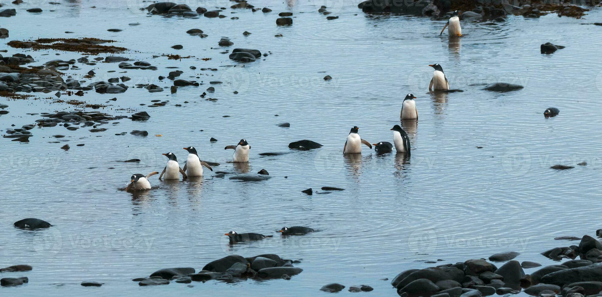 Gentoo Penguin,Hannah Point, Antartica photo